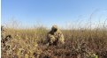 Маскировочный халат Taganrog Друид – купить по цене 3500 руб. в интернет-магазине в городе Набережные Челны картинка 17
